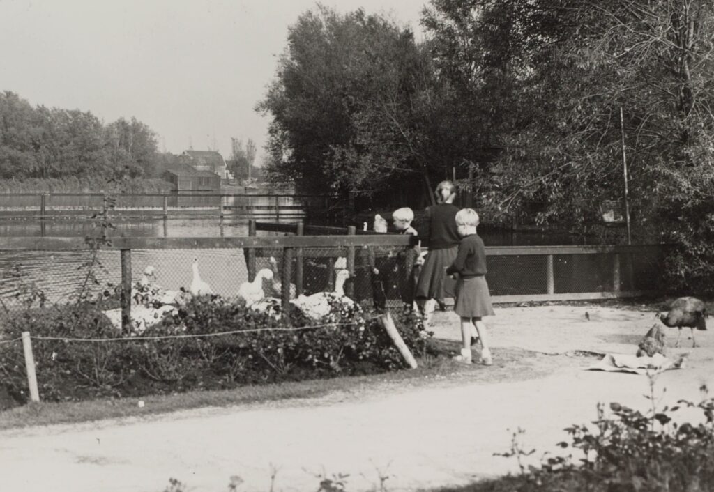 - 1953: Ganzen voeren, © Gosse Oosterbaan -